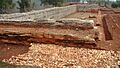 Alberca Rota