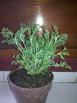 Ambrosia peruviana.jpg