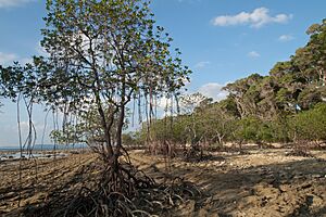 Archivo:Andaman Islands, Neil, Mangrove trees