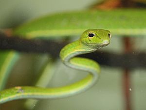Archivo:Asian Vine Snake 085