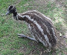 Archivo:Baby Emu