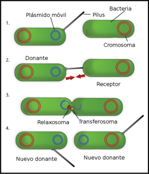 Archivo:Bacterial Conjugation Spanish