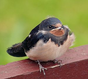 Archivo:Barn Swallow (Hirundo rustica) chick