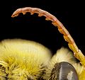 Bee species cutout antennae, m, mexico, antennae 2014-08-08-11.37.05 ZS PMax (15622352995) (2)