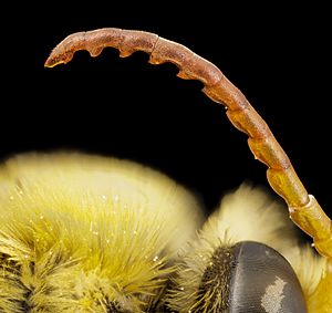 Archivo:Bee species cutout antennae, m, mexico, antennae 2014-08-08-11.37.05 ZS PMax (15622352995) (2)