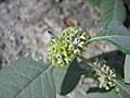 Buddleja sessiliflora (7554220334)