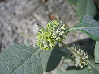 Buddleja sessiliflora (7554220334).jpg