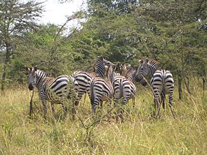 Archivo:Bwindi Impenetrable National Park-112410