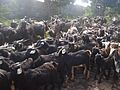 Cabras Tinerfeñas Del Norte