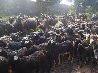 Cabras Tinerfeñas Del Norte.jpg