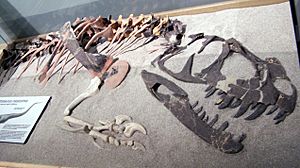 Archivo:Ceratosaurus nasicornis (partial fossil)