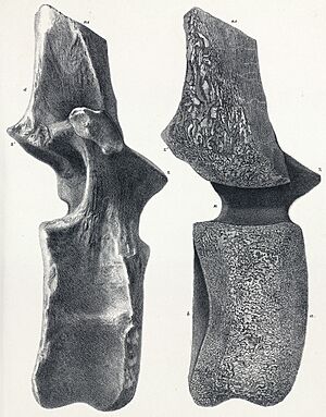 Archivo:Cetiosaurus brevis dorsal vertebra