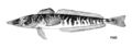 Champsocephalus esox, Pike icefish