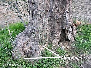 Archivo:Chupones