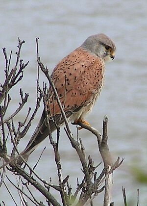 Archivo:Common Kestrel 1