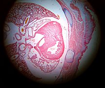 Corte transversal de un embrión de ratón.