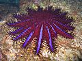 Crown of Thorns-jonhanson