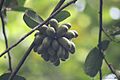 Cymbopetalum penduliflorum 22474691