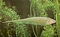 Eigenmannia virescens 000