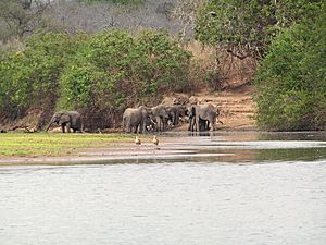 Archivo:ElefantenAmRufiji