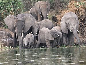 Archivo:Elephants-kazinga