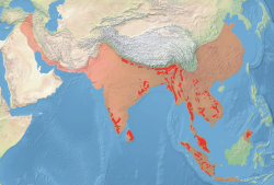 Rango histórico de distribución del elefante asiático (rosado) y rango actual (rojo)