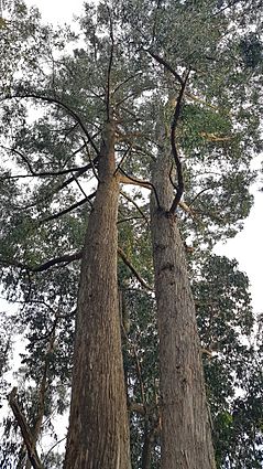 Archivo:Eucalyptus Obliqua Tree