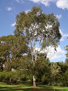 Eucalyptus scoparia.jpg