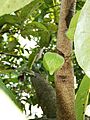 Flor de Annona muricata