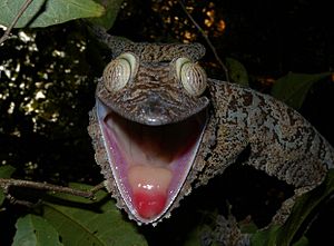 Archivo:Giant Leaf-tailed Gecko, Nosy Mangabe, Madagascar