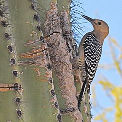 Gila woodpecker Gilbert Water Ranch (Riparian Preserve) 4.15.22 DSC 7834.jpg