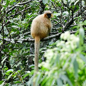 Archivo:Golden Langur, Zhemgang, Bhutan 11-12-2019