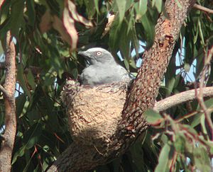 Archivo:Ground Cuckoo-shrike nest atkinsons dec03