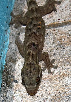 Hemidactylus mabouia in Coulibistrie, Dominica a03.jpg