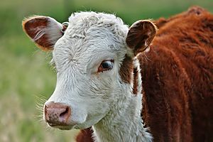 Archivo:Hereford Calf Portrait, SC, Vic, 13.10.2007 edit