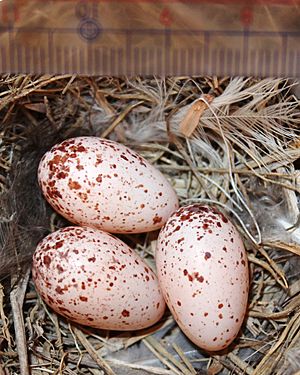 Archivo:Hirundo rustica gutturalis nest and 3 eggs