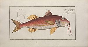 Archivo:Ichtyologie, ou, Histoire naturelle, générale et particulière des poissons (Pl. LVII) BHL47760830