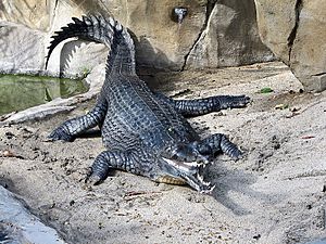 Archivo:Indian Gharial at the San Diego Zoo (2006-01-03)