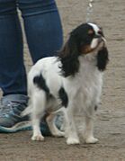 King Charles Spaniel Tricolor