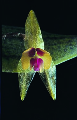Lepanthes acuminata.jpg