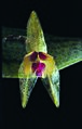Lepanthes acuminata