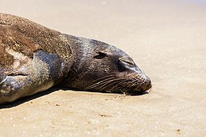 Archivo:Lobo marino (Zalophus californianus wollebaeki), Punta Pitt, isla de San Cristóbal, islas Galápagos, Ecuador, 2015-07-24, DD 85