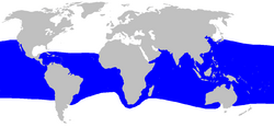 Distribución del tiburón boquiancho