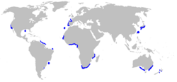 Distribución de Mitsukurina owstoni(en azul)