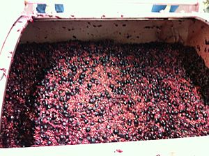 Archivo:Mourvedre grapes in the press