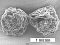 Murchison-meteorite-stardust