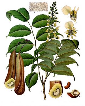 Archivo:Myroxylon balsamum - Köhler–s Medizinal-Pflanzen-141