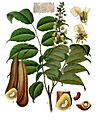 Myroxylon balsamum - Köhler–s Medizinal-Pflanzen-141