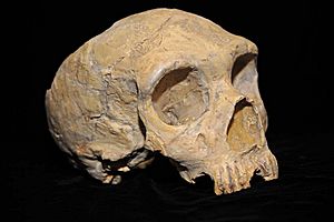 Archivo:Neanderthal skull from Forbes' Quarry