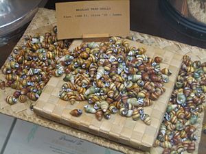 Archivo:O'ahu tree snail shells collected ca. 1933 at an elevation of 1500 feet on Waialae Ridge in Honolulu, Hawaii, Waialae Country Club